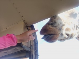 Giraffe AZ